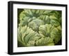 Cabbage, 2013-Jennifer Abbott-Framed Giclee Print