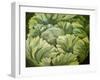 Cabbage, 2013-Jennifer Abbott-Framed Giclee Print