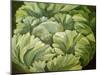 Cabbage, 2013-Jennifer Abbott-Mounted Giclee Print