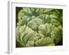 Cabbage, 2013-Jennifer Abbott-Framed Giclee Print