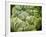 Cabbage, 2013-Jennifer Abbott-Framed Giclee Print