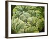 Cabbage, 2013-Jennifer Abbott-Framed Giclee Print