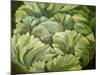 Cabbage, 2013-Jennifer Abbott-Mounted Giclee Print