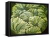 Cabbage, 2013-Jennifer Abbott-Framed Stretched Canvas