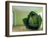 Cabbage (After Magritte) 1995-Norman Hollands-Framed Photographic Print