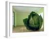 Cabbage (After Magritte) 1995-Norman Hollands-Framed Photographic Print