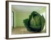 Cabbage (After Magritte) 1995-Norman Hollands-Framed Photographic Print