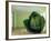 Cabbage (After Magritte) 1995-Norman Hollands-Framed Photographic Print