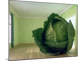 Cabbage (After Magritte) 1995-Norman Hollands-Mounted Photographic Print