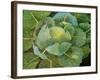 Cabbage (Blue), 2014-Jennifer Abbott-Framed Giclee Print