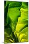 Cabbage detail showing veins. Lit from within.-Brent Bergherm-Mounted Photographic Print