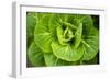 Cabbage Detail-Erin Berzel-Framed Photographic Print