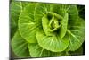 Cabbage Detail-Erin Berzel-Mounted Photographic Print