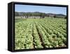 Cabbage Field Near Sant Llorenc, Ibiza, Balearic Islands, Spain-Hans Peter Merten-Framed Stretched Canvas