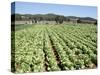 Cabbage Field Near Sant Llorenc, Ibiza, Balearic Islands, Spain-Hans Peter Merten-Stretched Canvas