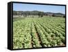 Cabbage Field Near Sant Llorenc, Ibiza, Balearic Islands, Spain-Hans Peter Merten-Framed Stretched Canvas