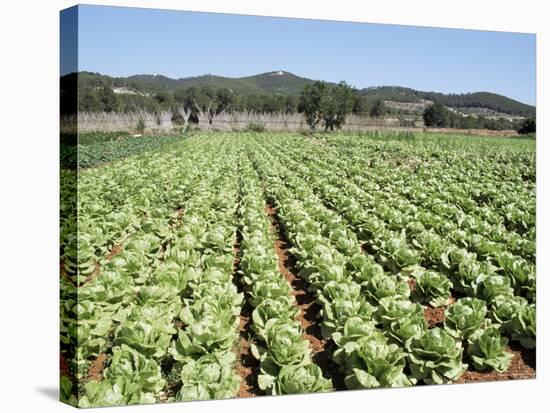 Cabbage Field Near Sant Llorenc, Ibiza, Balearic Islands, Spain-Hans Peter Merten-Stretched Canvas
