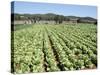 Cabbage Field Near Sant Llorenc, Ibiza, Balearic Islands, Spain-Hans Peter Merten-Stretched Canvas