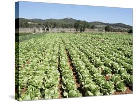 Cabbage Field Near Sant Llorenc, Ibiza, Balearic Islands, Spain-Hans Peter Merten-Stretched Canvas