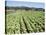 Cabbage Field Near Sant Llorenc, Ibiza, Balearic Islands, Spain-Hans Peter Merten-Stretched Canvas