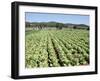 Cabbage Field Near Sant Llorenc, Ibiza, Balearic Islands, Spain-Hans Peter Merten-Framed Photographic Print