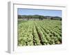 Cabbage Field Near Sant Llorenc, Ibiza, Balearic Islands, Spain-Hans Peter Merten-Framed Photographic Print