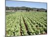 Cabbage Field Near Sant Llorenc, Ibiza, Balearic Islands, Spain-Hans Peter Merten-Mounted Photographic Print