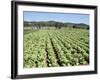 Cabbage Field Near Sant Llorenc, Ibiza, Balearic Islands, Spain-Hans Peter Merten-Framed Photographic Print