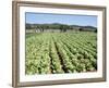 Cabbage Field Near Sant Llorenc, Ibiza, Balearic Islands, Spain-Hans Peter Merten-Framed Photographic Print