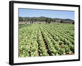 Cabbage Field Near Sant Llorenc, Ibiza, Balearic Islands, Spain-Hans Peter Merten-Framed Photographic Print