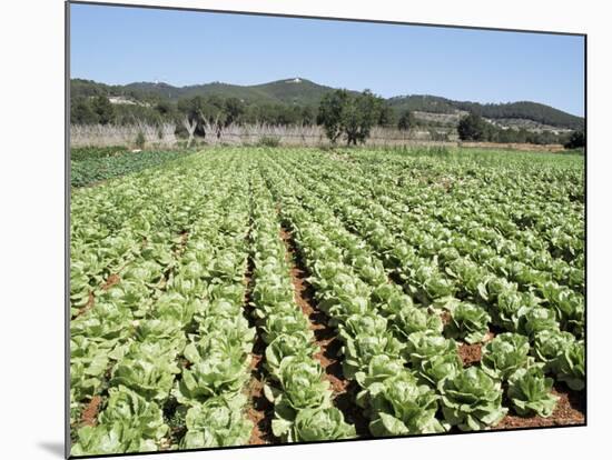 Cabbage Field Near Sant Llorenc, Ibiza, Balearic Islands, Spain-Hans Peter Merten-Mounted Photographic Print