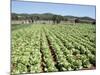 Cabbage Field Near Sant Llorenc, Ibiza, Balearic Islands, Spain-Hans Peter Merten-Mounted Photographic Print