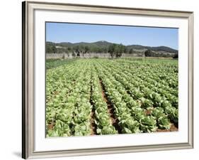 Cabbage Field Near Sant Llorenc, Ibiza, Balearic Islands, Spain-Hans Peter Merten-Framed Photographic Print