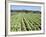 Cabbage Field Near Sant Llorenc, Ibiza, Balearic Islands, Spain-Hans Peter Merten-Framed Photographic Print