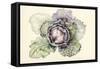 Cabbage from the Market-Alison Cooper-Framed Stretched Canvas