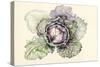 Cabbage from the Market-Alison Cooper-Stretched Canvas