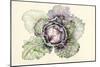 Cabbage from the Market-Alison Cooper-Mounted Giclee Print
