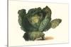 Cabbage Head-Philippe-Victoire Leveque de Vilmorin-Stretched Canvas