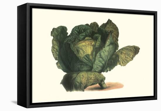 Cabbage Head-Philippe-Victoire Leveque de Vilmorin-Framed Stretched Canvas