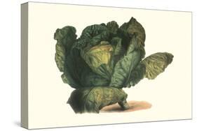 Cabbage Head-Philippe-Victoire Leveque de Vilmorin-Stretched Canvas