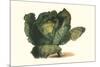 Cabbage Head-Philippe-Victoire Leveque de Vilmorin-Mounted Premium Giclee Print