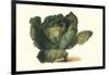 Cabbage Head-Philippe-Victoire Leveque de Vilmorin-Framed Art Print