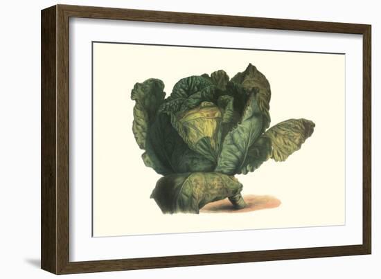 Cabbage Head-Philippe-Victoire Leveque de Vilmorin-Framed Art Print
