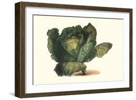 Cabbage Head-Philippe-Victoire Leveque de Vilmorin-Framed Art Print