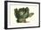 Cabbage Head-Philippe-Victoire Leveque de Vilmorin-Framed Art Print