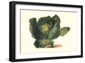 Cabbage Head-Philippe-Victoire Leveque de Vilmorin-Framed Art Print