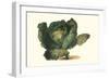 Cabbage Head-Philippe-Victoire Leveque de Vilmorin-Framed Art Print