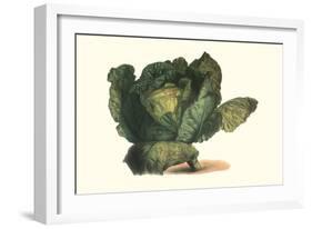 Cabbage Head-Philippe-Victoire Leveque de Vilmorin-Framed Art Print