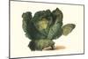 Cabbage Head-Philippe-Victoire Leveque de Vilmorin-Mounted Art Print