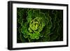 Cabbage I-Peter Morneau-Framed Art Print